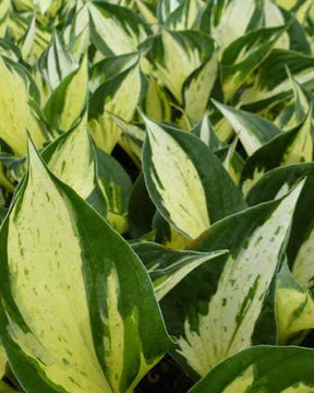 Hosta June Fever - Hosta june fever - Plantes