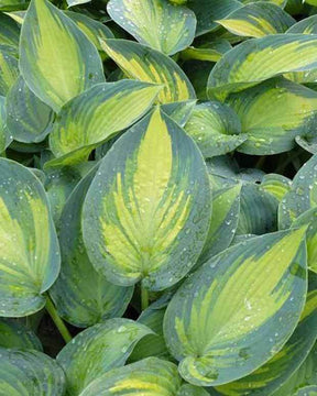 Hosta June Fever EXTRA - Hosta - HOSTA HYBRIDE JUNE 