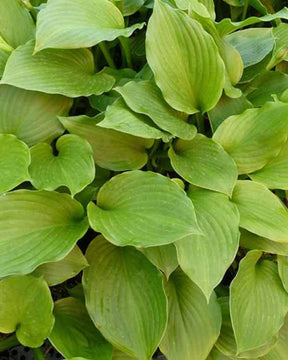 Hosta à feuilles ondulées Erromena - Hosta - Hosta Undulata Erromena