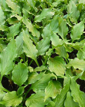 Hosta campanulé - Hosta - Hosta ventricosa