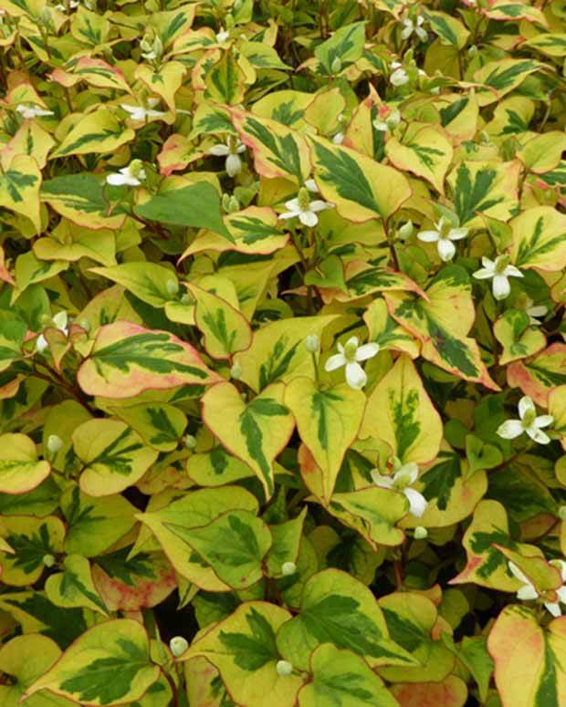 Houttuynia cordata Pied Pipper - jardins - Houttuynia cordata Pied Piper