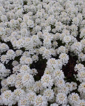 Corbeille d argent Appen-Etz -Iberis - jardins - IBERIS SEMPERVIRENS APPEN-ETZ