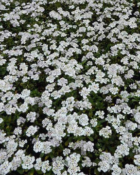 3 Corbeilles d argents Master piece Thlaspi toujours vert - jardins - Iberis Masterpiece