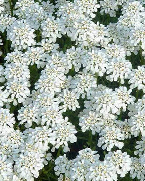 Corbeille d argent Weisser Zwerg - Iberis - jardins - Iberis sempervirens Weisser Zwerg