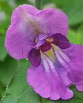 Balsamine du Népal - jardins - Impatiens puberula