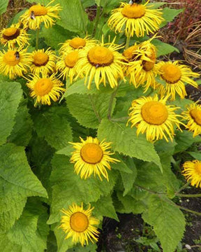 Aunée magnifique - jardins - Inula magnifica