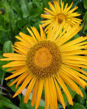 3 Aunées d orient Inule d orient - jardins - INULA ORIENTALIS