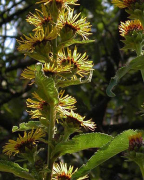 3 Aunées Sonnenspeer Inula racemosa Sonnenspeer - jardins - INULA RACEMOSA SONNENSPEER