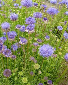 Jasione laevis Blaulicht - jardins - JASIONE LAEVIS BLAULICHT