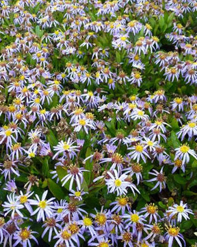 Kaliméris Nana Blue - Fleurs vivaces - KALIMERIS INCISA NANA BLUE