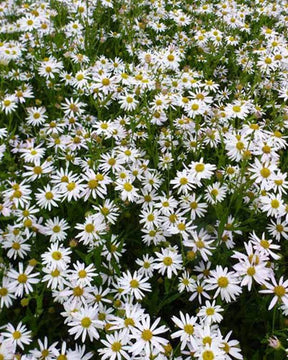 3 Kaliméris incisa Aster du Japon - Fleurs vivaces - KALIMERIS INCISA