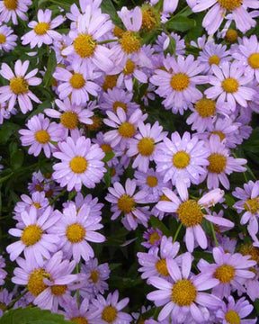 Faux-aster mongol Antonia - Fleurs vivaces - Kalimeris mongolica Antonia