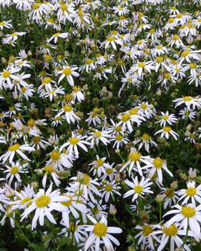 3 Faux-Asters mongol Mon Jardin - Fleurs vivaces - Kalimeris mongolica Mon Jardin