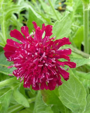 Petite scabieuse de Macédoine - Jardin naturel - KNAUTIA MACEDONICA