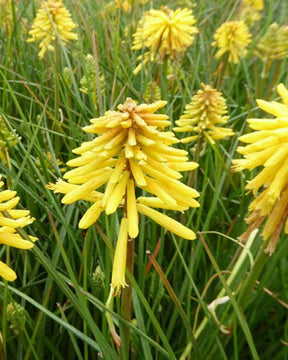 Tritoma Banana Popsicle - Fleurs vivaces - Kniphofia Banana Popsicle ( POPSICLE™ series )