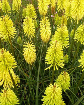 Tritoma Dorset Sentry - Fleurs vivaces - Kniphofia Dorset Sentry