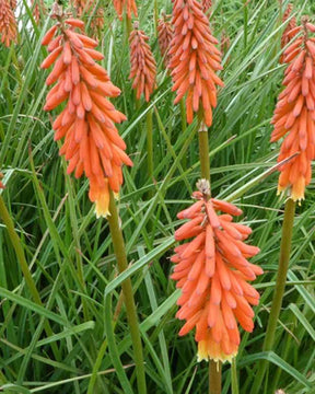 Tritoma Elvira - Fleurs vivaces - Kniphofia Elvira