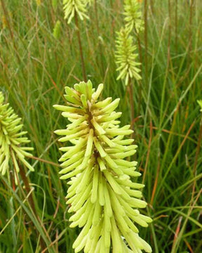 Tritoma Green Jade - Fleurs vivaces - Kniphofia Green Jade