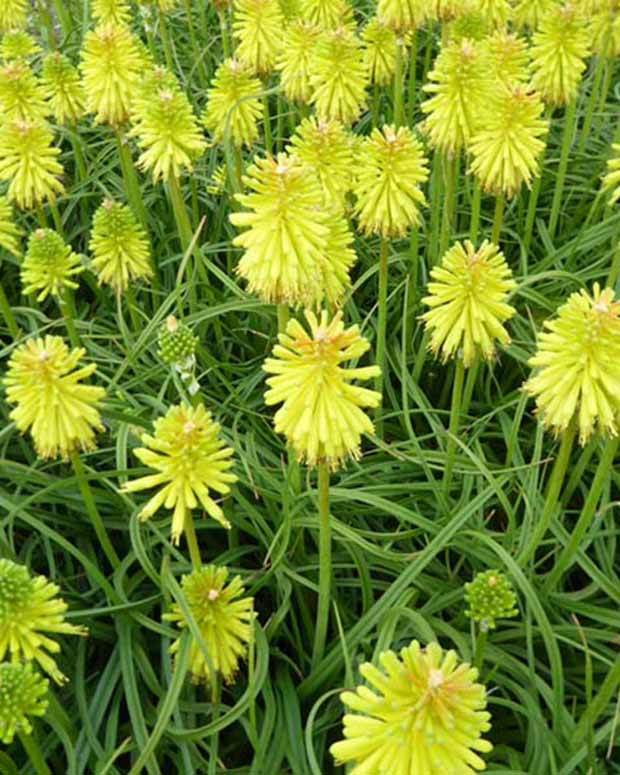 Tritoma Limelight - Fleurs vivaces - Kniphofia Limelight