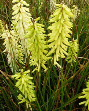 Tritoma Little Maid - Fleurs vivaces - Kniphofia Little Maid