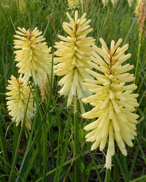 Tritoma Moonstone - Fleurs vivaces - Kniphofia Moonstone