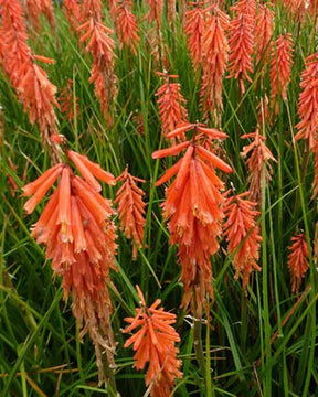 Tritoma Nancys Red - Fleurs vivaces - Kniphofia Nancys Red