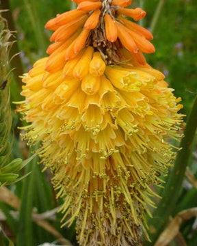 Tritoma Royal Castle - Fleurs vivaces - Kniphofia Royal Castle