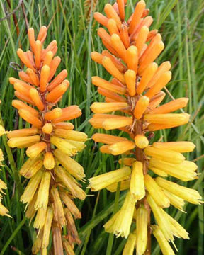 Tritoma Rich Echoes - Fleurs vivaces - Kniphofia Rich Echoes