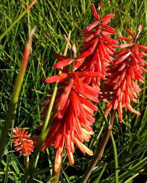 Tritoma Red Rocket - Fleurs vivaces - Kniphofia Red Rocket