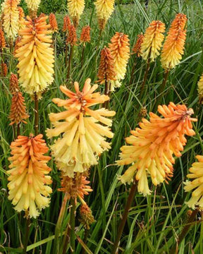 Tritoma Tawny King - Fleurs vivaces - Kniphofia Tawny King