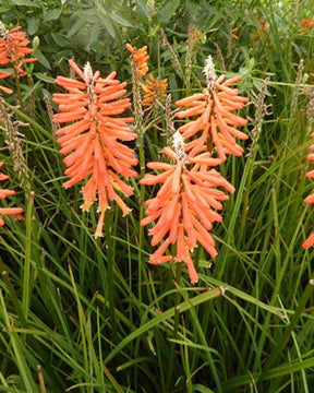 Tritoma Incandesce - Fleurs vivaces - Kniphofia Incandesce