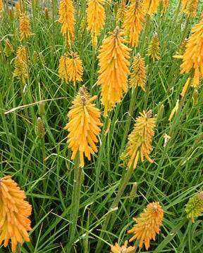 Tritoma Pineapple Popsicle - Fleurs vivaces - Kniphofia Pineapple Popsicle ( Popsicle series )