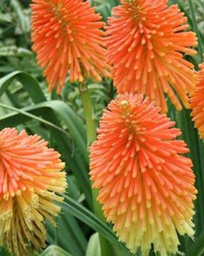 Tritoma de Rooper - Fleurs vivaces - Kniphofia rooperi