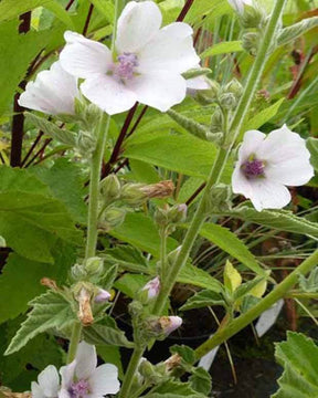 Guimauve officinale - Fleurs vivaces - ALTHAEA OFFICINALIS