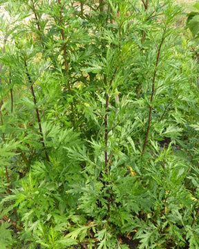 Armoise commune - jardins - ARTEMISIA VULGARIS