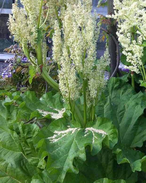 Rhubarbe officinale - jardins - Rheum officinale