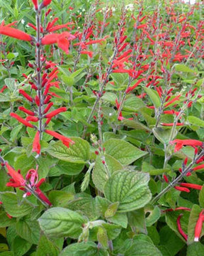 Sauge-ananas Scarlet Pineapple - jardins - Salvia elegans Scarlet Pineapple