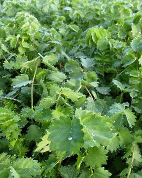 Petite Pimprenelle - Sanguisorbe - jardins - SANGUISORBA MINOR