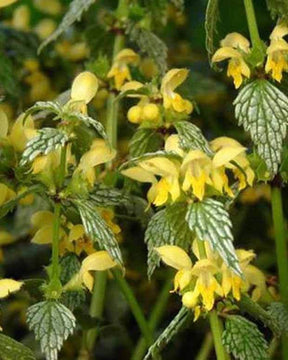 Lamier Hermans Pride - Fleurs vivaces - Lamium galeobdolon Hermanns Pride