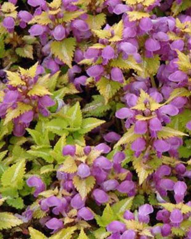 Lamier Aureum - Fleurs vivaces - Lamium maculatum Aureum