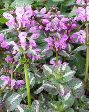 3 Lamiers tachetés Chequers - Fleurs vivaces - LAMIUM MACULATUM CHEQUERS