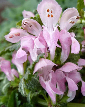 Lamier Shell Pink - Fleurs vivaces - LAMIUM MACULATUM SHELL PINK