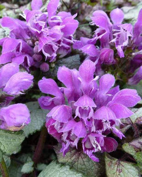 3 Lamier maculé Sterling Silver - Fleurs vivaces - Lamium maculatum Sterling Silver