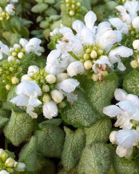 Lamier White Nancy - Fleurs vivaces - LAMIUM MACULATUM WHITE NANCY