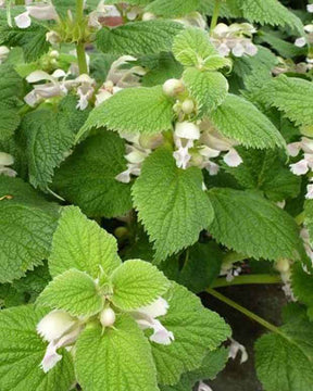 Lamier à grandes fleurs Album - Fleurs vivaces - Lamium orvala Album