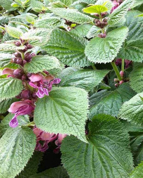 Lamium orvala Lamier orvale - Fleurs vivaces - LAMIUM ORVALA