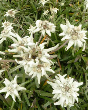 3 Edelweiss des Alpes Mont Blanc - jardins - LEONTOPODIUM ALPINUM MONT BLANC