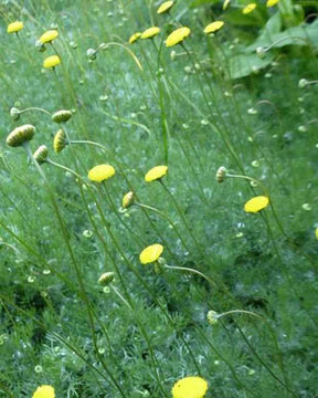 3 Cotule hérissée - jardins - Cotula hispida