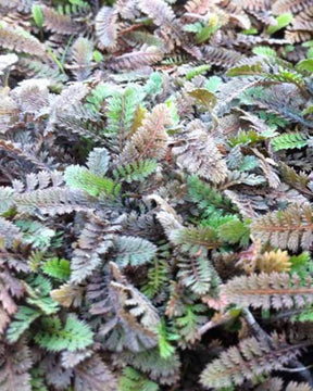 Cotule-potentille - jardins - Leptinella potentillina