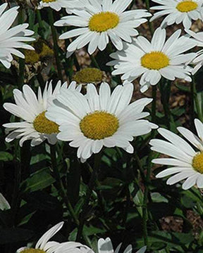 3 Leucanthèmes Brightside Grande Marguerites Brightside - Fleurs vivaces - Leucanthemum x superbum Brightside